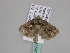  ( - BC ZSM Lep 33547)  @12 [ ] CreativeCommons - Attribution Non-Commercial Share-Alike (2010) Axel Hausmann/Bavarian State Collection of Zoology (ZSM) SNSB, Zoologische Staatssammlung Muenchen