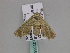  ( - BC ZSM Lep 33565)  @13 [ ] CreativeCommons - Attribution Non-Commercial Share-Alike (2010) Axel Hausmann/Bavarian State Collection of Zoology (ZSM) SNSB, Zoologische Staatssammlung Muenchen