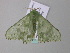  ( - BC ZSM Lep 34178)  @12 [ ] CreativeCommons - Attribution Non-Commercial Share-Alike (2010) Axel Hausmann/Bavarian State Collection of Zoology (ZSM) SNSB, Zoologische Staatssammlung Muenchen