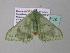  ( - BC ZSM Lep 34179)  @13 [ ] CreativeCommons - Attribution Non-Commercial Share-Alike (2010) Axel Hausmann/Bavarian State Collection of Zoology (ZSM) SNSB, Zoologische Staatssammlung Muenchen