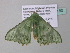  ( - BC ZSM Lep 34180)  @13 [ ] CreativeCommons - Attribution Non-Commercial Share-Alike (2010) Axel Hausmann/Bavarian State Collection of Zoology (ZSM) SNSB, Zoologische Staatssammlung Muenchen