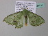  ( - BC ZSM Lep 34182)  @13 [ ] CreativeCommons - Attribution Non-Commercial Share-Alike (2010) Axel Hausmann/Bavarian State Collection of Zoology (ZSM) SNSB, Zoologische Staatssammlung Muenchen