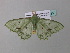  ( - BC ZSM Lep 34183)  @12 [ ] CreativeCommons - Attribution Non-Commercial Share-Alike (2010) Axel Hausmann/Bavarian State Collection of Zoology (ZSM) SNSB, Zoologische Staatssammlung Muenchen