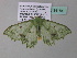  ( - BC ZSM Lep 34184)  @13 [ ] CreativeCommons - Attribution Non-Commercial Share-Alike (2010) Axel Hausmann/Bavarian State Collection of Zoology (ZSM) SNSB, Zoologische Staatssammlung Muenchen
