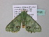  ( - BC ZSM Lep 34185)  @13 [ ] CreativeCommons - Attribution Non-Commercial Share-Alike (2010) Axel Hausmann/Bavarian State Collection of Zoology (ZSM) SNSB, Zoologische Staatssammlung Muenchen