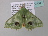  ( - BC ZSM Lep 34186)  @13 [ ] CreativeCommons - Attribution Non-Commercial Share-Alike (2010) Axel Hausmann/Bavarian State Collection of Zoology (ZSM) SNSB, Zoologische Staatssammlung Muenchen