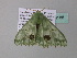  ( - BC ZSM Lep 34188)  @13 [ ] CreativeCommons - Attribution Non-Commercial Share-Alike (2010) Axel Hausmann/Bavarian State Collection of Zoology (ZSM) SNSB, Zoologische Staatssammlung Muenchen