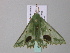  ( - BC ZSM Lep 34189)  @13 [ ] CreativeCommons - Attribution Non-Commercial Share-Alike (2010) Axel Hausmann/Bavarian State Collection of Zoology (ZSM) SNSB, Zoologische Staatssammlung Muenchen