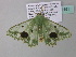  ( - BC ZSM Lep 34191)  @14 [ ] CreativeCommons - Attribution Non-Commercial Share-Alike (2010) Axel Hausmann/Bavarian State Collection of Zoology (ZSM) SNSB, Zoologische Staatssammlung Muenchen
