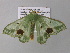  ( - BC ZSM Lep 34192)  @11 [ ] CreativeCommons - Attribution Non-Commercial Share-Alike (2010) Axel Hausmann/Bavarian State Collection of Zoology (ZSM) SNSB, Zoologische Staatssammlung Muenchen