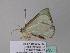  ( - BC ZSM Lep 34194)  @12 [ ] CreativeCommons - Attribution Non-Commercial Share-Alike (2010) Axel Hausmann/Bavarian State Collection of Zoology (ZSM) SNSB, Zoologische Staatssammlung Muenchen