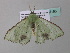  ( - BC ZSM Lep 34195)  @13 [ ] CreativeCommons - Attribution Non-Commercial Share-Alike (2010) Axel Hausmann/Bavarian State Collection of Zoology (ZSM) SNSB, Zoologische Staatssammlung Muenchen