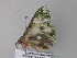  ( - BC ZSM Lep 34200)  @12 [ ] CreativeCommons - Attribution Non-Commercial Share-Alike (2010) Axel Hausmann/Bavarian State Collection of Zoology (ZSM) SNSB, Zoologische Staatssammlung Muenchen