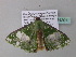  ( - BC ZSM Lep 34201)  @13 [ ] CreativeCommons - Attribution Non-Commercial Share-Alike (2010) Axel Hausmann/Bavarian State Collection of Zoology (ZSM) SNSB, Zoologische Staatssammlung Muenchen