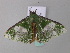  ( - BC ZSM Lep 34202)  @13 [ ] CreativeCommons - Attribution Non-Commercial Share-Alike (2010) Axel Hausmann/Bavarian State Collection of Zoology (ZSM) SNSB, Zoologische Staatssammlung Muenchen