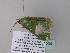  ( - BC ZSM Lep 34204)  @12 [ ] CreativeCommons - Attribution Non-Commercial Share-Alike (2010) Axel Hausmann/Bavarian State Collection of Zoology (ZSM) SNSB, Zoologische Staatssammlung Muenchen