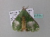  ( - BC ZSM Lep 34205)  @12 [ ] CreativeCommons - Attribution Non-Commercial Share-Alike (2010) Axel Hausmann/Bavarian State Collection of Zoology (ZSM) SNSB, Zoologische Staatssammlung Muenchen