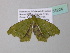  (Hypocoela turpisaria - BC ZSM Lep 34224)  @13 [ ] CreativeCommons - Attribution Non-Commercial Share-Alike (2010) Axel Hausmann/Bavarian State Collection of Zoology (ZSM) SNSB, Zoologische Staatssammlung Muenchen