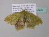  ( - BC ZSM Lep 34227)  @13 [ ] CreativeCommons - Attribution Non-Commercial Share-Alike (2010) Axel Hausmann/Bavarian State Collection of Zoology (ZSM) SNSB, Zoologische Staatssammlung Muenchen