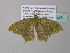  ( - BC ZSM Lep 34228)  @13 [ ] CreativeCommons - Attribution Non-Commercial Share-Alike (2010) Axel Hausmann/Bavarian State Collection of Zoology (ZSM) SNSB, Zoologische Staatssammlung Muenchen