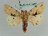  ( - BC ZSM Lep 36249)  @11 [ ] CreativeCommons - Attribution Non-Commercial Share-Alike (2010) Axel Hausmann/Bavarian State Collection of Zoology (ZSM) SNSB, Zoologische Staatssammlung Muenchen