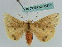  ( - BC ZSM Lep 36252)  @14 [ ] CreativeCommons - Attribution Non-Commercial Share-Alike (2010) Axel Hausmann/Bavarian State Collection of Zoology (ZSM) SNSB, Zoologische Staatssammlung Muenchen