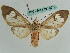  ( - BC ZSM Lep 36257)  @11 [ ] CreativeCommons - Attribution Non-Commercial Share-Alike (2010) Axel Hausmann/Bavarian State Collection of Zoology (ZSM) SNSB, Zoologische Staatssammlung Muenchen