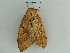  ( - BC ZSM Lep 36259)  @11 [ ] CreativeCommons - Attribution Non-Commercial Share-Alike (2010) Axel Hausmann/Bavarian State Collection of Zoology (ZSM) SNSB, Zoologische Staatssammlung Muenchen