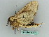  ( - BC ZSM Lep 36260)  @13 [ ] CreativeCommons - Attribution Non-Commercial Share-Alike (2010) Axel Hausmann/Bavarian State Collection of Zoology (ZSM) SNSB, Zoologische Staatssammlung Muenchen