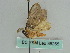  ( - BC ZSM Lep 36265)  @11 [ ] CreativeCommons - Attribution Non-Commercial Share-Alike (2010) Axel Hausmann/Bavarian State Collection of Zoology (ZSM) SNSB, Zoologische Staatssammlung Muenchen