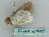  ( - BC ZSM Lep 36267)  @12 [ ] CreativeCommons - Attribution Non-Commercial Share-Alike (2010) Axel Hausmann/Bavarian State Collection of Zoology (ZSM) SNSB, Zoologische Staatssammlung Muenchen