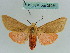  ( - BC ZSM Lep 36269)  @11 [ ] CreativeCommons - Attribution Non-Commercial Share-Alike (2010) Axel Hausmann/Bavarian State Collection of Zoology (ZSM) SNSB, Zoologische Staatssammlung Muenchen