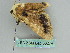  (Phalera flavescens - BC ZSM Lep 36274)  @13 [ ] CreativeCommons - Attribution Non-Commercial Share-Alike (2010) Axel Hausmann/Bavarian State Collection of Zoology (ZSM) SNSB, Zoologische Staatssammlung Muenchen