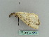  ( - BC ZSM Lep 36290)  @11 [ ] CreativeCommons - Attribution Non-Commercial Share-Alike (2010) Axel Hausmann/Bavarian State Collection of Zoology (ZSM) SNSB, Zoologische Staatssammlung Muenchen