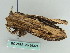  ( - BC ZSM Lep 36321)  @12 [ ] CreativeCommons - Attribution Non-Commercial Share-Alike (2010) Axel Hausmann/Bavarian State Collection of Zoology (ZSM) SNSB, Zoologische Staatssammlung Muenchen