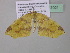  ( - BC ZSM Lep 37021)  @12 [ ] CreativeCommons - Attribution Non-Commercial Share-Alike (2010) Axel Hausmann/Bavarian State Collection of Zoology (ZSM) SNSB, Zoologische Staatssammlung Muenchen