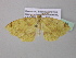  ( - BC ZSM Lep 37022)  @13 [ ] CreativeCommons - Attribution Non-Commercial Share-Alike (2010) Axel Hausmann/Bavarian State Collection of Zoology (ZSM) SNSB, Zoologische Staatssammlung Muenchen