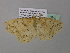  ( - BC ZSM Lep 37042)  @13 [ ] CreativeCommons - Attribution Non-Commercial Share-Alike (2010) Axel Hausmann/Bavarian State Collection of Zoology (ZSM) SNSB, Zoologische Staatssammlung Muenchen