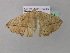  ( - BC ZSM Lep 37048)  @12 [ ] CreativeCommons - Attribution Non-Commercial Share-Alike (2010) Axel Hausmann/Bavarian State Collection of Zoology (ZSM) SNSB, Zoologische Staatssammlung Muenchen