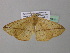  ( - BC ZSM Lep 37065)  @12 [ ] CreativeCommons - Attribution Non-Commercial Share-Alike (2010) Axel Hausmann/Bavarian State Collection of Zoology (ZSM) SNSB, Zoologische Staatssammlung Muenchen