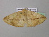  ( - BC ZSM Lep 37066)  @12 [ ] CreativeCommons - Attribution Non-Commercial Share-Alike (2010) Axel Hausmann/Bavarian State Collection of Zoology (ZSM) SNSB, Zoologische Staatssammlung Muenchen