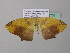  ( - BC ZSM Lep 37081)  @13 [ ] CreativeCommons - Attribution Non-Commercial Share-Alike (2010) Axel Hausmann/Bavarian State Collection of Zoology (ZSM) SNSB, Zoologische Staatssammlung Muenchen