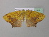  ( - BC ZSM Lep 37083)  @13 [ ] CreativeCommons - Attribution Non-Commercial Share-Alike (2010) Axel Hausmann/Bavarian State Collection of Zoology (ZSM) SNSB, Zoologische Staatssammlung Muenchen