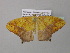  ( - BC ZSM Lep 37084)  @13 [ ] CreativeCommons - Attribution Non-Commercial Share-Alike (2010) Axel Hausmann/Bavarian State Collection of Zoology (ZSM) SNSB, Zoologische Staatssammlung Muenchen