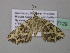  ( - BC ZSM Lep 37129)  @13 [ ] CreativeCommons - Attribution Non-Commercial Share-Alike (2010) Axel Hausmann/Bavarian State Collection of Zoology (ZSM) SNSB, Zoologische Staatssammlung Muenchen