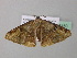  ( - BC ZSM Lep 37159)  @13 [ ] CreativeCommons - Attribution Non-Commercial Share-Alike (2010) Axel Hausmann/Bavarian State Collection of Zoology (ZSM) SNSB, Zoologische Staatssammlung Muenchen