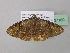  ( - BC ZSM Lep 37160)  @11 [ ] CreativeCommons - Attribution Non-Commercial Share-Alike (2010) Axel Hausmann/Bavarian State Collection of Zoology (ZSM) SNSB, Zoologische Staatssammlung Muenchen