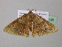  ( - BC ZSM Lep 37165)  @12 [ ] CreativeCommons - Attribution Non-Commercial Share-Alike (2010) Axel Hausmann/Bavarian State Collection of Zoology (ZSM) SNSB, Zoologische Staatssammlung Muenchen