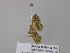  ( - BC ZSM Lep 37194)  @12 [ ] CreativeCommons - Attribution Non-Commercial Share-Alike (2010) Axel Hausmann/Bavarian State Collection of Zoology (ZSM) SNSB, Zoologische Staatssammlung Muenchen