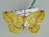  ( - BC ZSM Lep 39206)  @13 [ ] CreativeCommons - Attribution Non-Commercial Share-Alike (2010) Axel Hausmann/Bavarian State Collection of Zoology (ZSM) SNSB, Zoologische Staatssammlung Muenchen